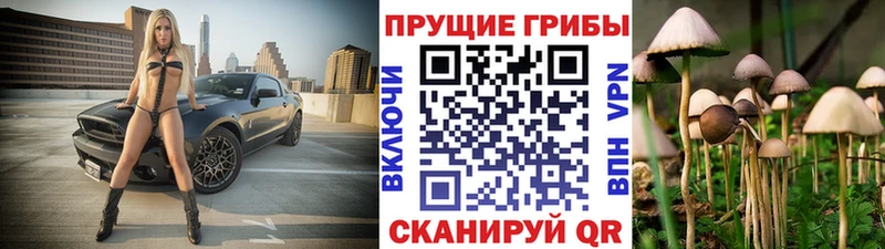 Галлюциногенные грибы Psilocybe  как найти   Калининск 